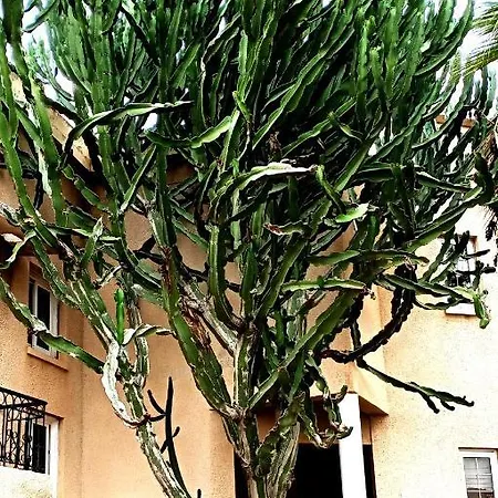 Mersinia איה נאפה